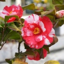 ＋αの植栽大研究　第35回