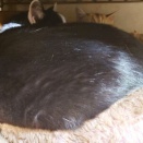 【もしかして？】 2026フクロウ棚ベッド①♪ No.7　～小鉄 編＿黒猫な日常：クロネコ「黒龍」