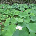 玉城城の大賀蓮