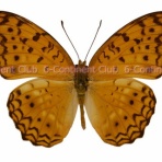 京大蝶研六大陸クラブのTropical Delights