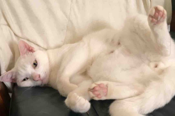ねこかます - 2019年07月
