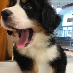 滋賀県 ペットショップワンラブ ピエリ守山店スタッフブログ