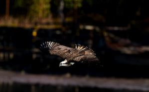 らんちゃんのキラメキわぁ～るど