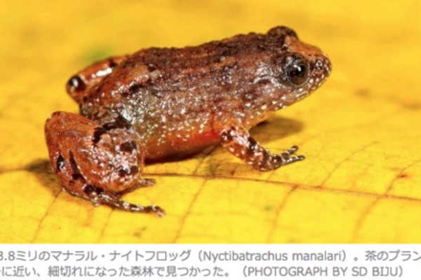 Caeru Blog カエルのおへそ リアルカエル