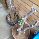 ポツポツ芽が出てきたぞ