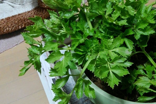 都心から郊外へ8 パセリ セロリ