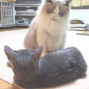 獣医さんから帰って来た猫に寄り添う猫