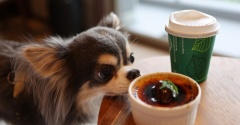 【山中湖の旅】期待してなかったのに大当たり！犬と行けるかわいいケーキ屋さん