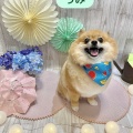 【トリミングブログ】今週もよろしくお願いします☺
