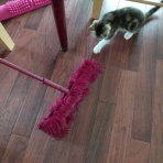 にゃんズの母（認知症と猫とわたし）