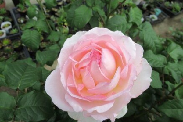 ミセスケイの薔薇コラム 地植えバラの剪定と施肥