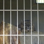 主婦だって！株式投資。