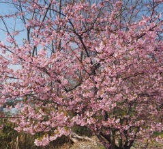 山田池公園の春の花