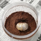 【コーカサス】幼虫 マット交換