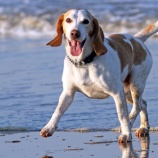 『続）パピーの対提示（シャットダウンした犬も）と大人犬の対提示はやり方変えましょう』の画像