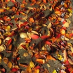 小夜衣 　（五七五ブログ）