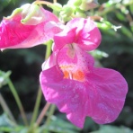enkaizannomoriのblog