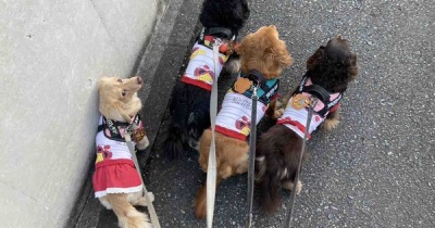 食べられません。