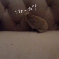 ソファから落ちたがる