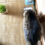 【猫写真】寸胴のたぬき猫マロちゃん