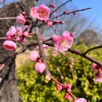 文ちゃんの更科日記