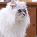 猫カフェ ねこまんまBlog