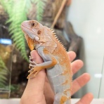 爬虫類クラブJ 横須賀店ブログ