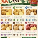 秋じゃが予約受け付けてますー！