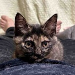 ねこかます
