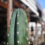 多肉屋　たなか