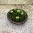 年の瀬のお届け物・ふきのとう、季寄せ作り❗️