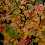 『これ以上無理』の画像