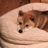 『新装開店だワン！』の画像