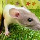 『新しい小動物の紹介です🐹』の画像