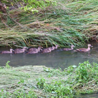 野鳥の観察を都内で