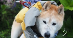 “斜める”シニア犬の雨散歩