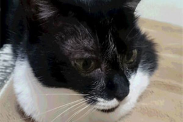 てんかん持ちで腎臓も悪いうちの猫。