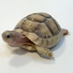 爬虫類クラブJ 横須賀店ブログ