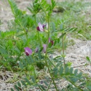 烏野豌豆（からすのえんどう）