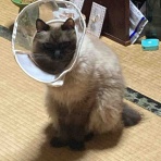 やーこばなし