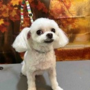 トリミングブログ✂️✨