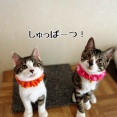 あいちゃん、ひとみちゃんのお届けでした。