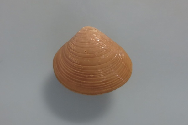 図鑑を作る（二枚貝編） - 2019年02月