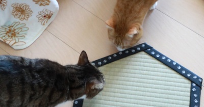 猫専用畳。