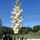 登山（大船山）／桃畑草刈り