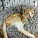 ハーベストの丘譲渡会&週末ご飯