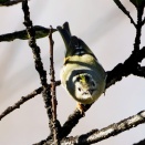 またキクイタダキ　　　　　　　　　鶴見