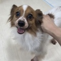 1パピ2ヨーキーお名前投票！