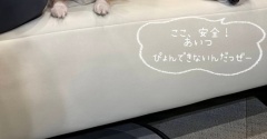 犬はルンバを怖がる？我が家のチワワは攻略法を見つけました。