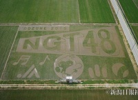NGT48を盛り上げるために作られた「田んぼアート」が凄いwww